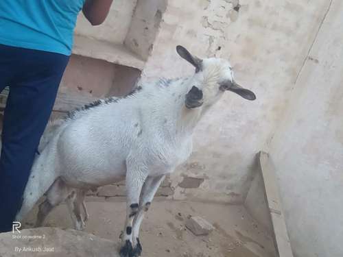 Barbari Goat — photo 2