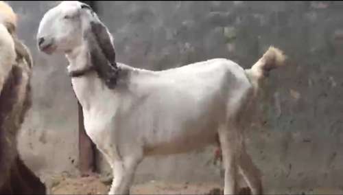 Sojat Goat — photo 3