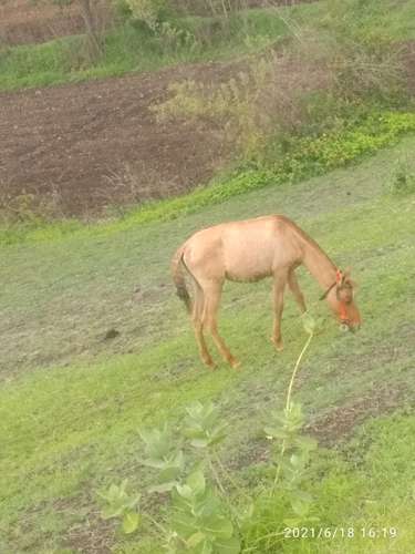 Horse — photo 2