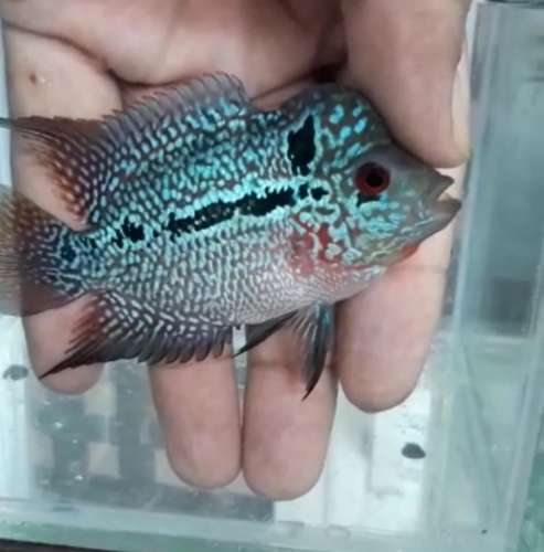 Fish — photo 2
