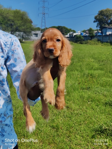 Cocker Spaniel Puppy — photo 2