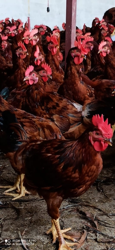 Hen — Hen, Rajasthan, India