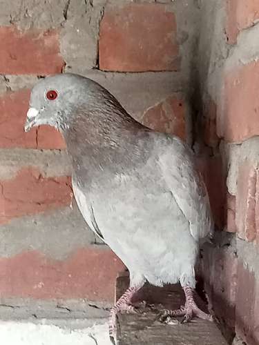 Pigeon — photo 3
