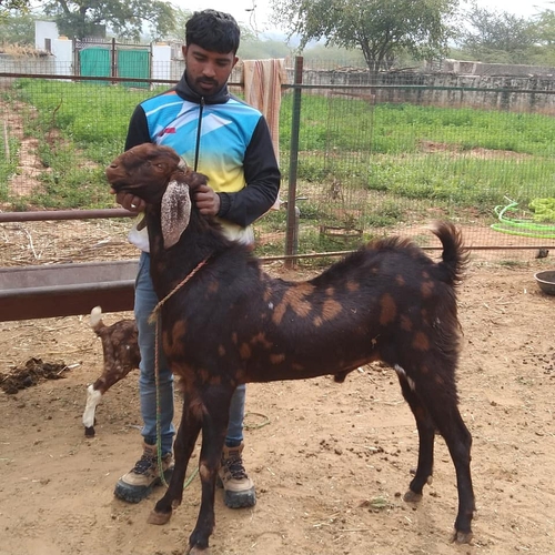 Sirohi goat — photo 3