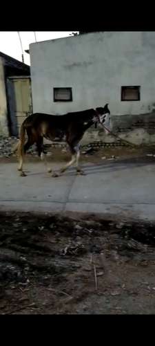 Marwadi Horse 🐎 — photo 2