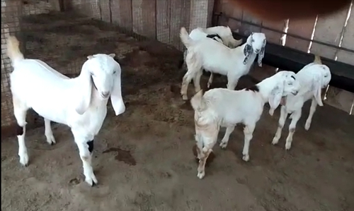 Sojat Goat — photo 3