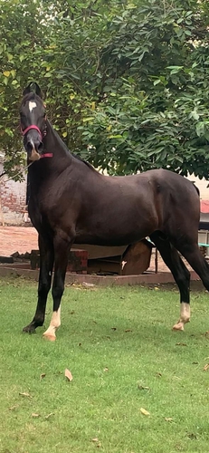 Horse — Marwari Horse, Kanpur, Indian