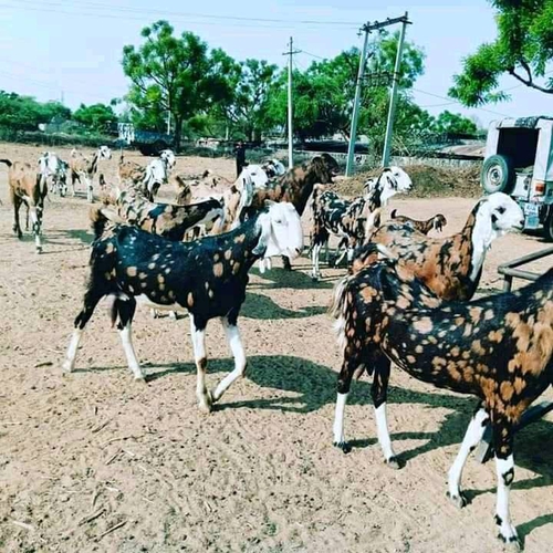 Gujari second time pregnant bakriya