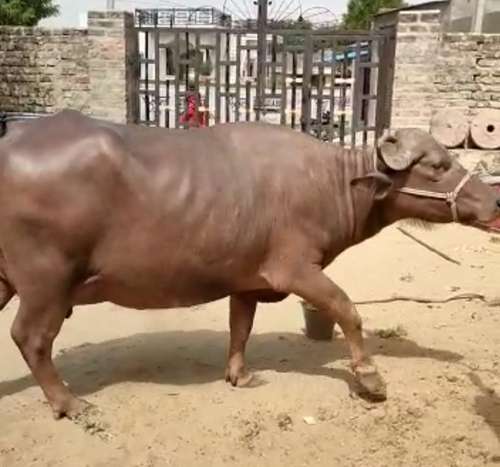 Buffalo
