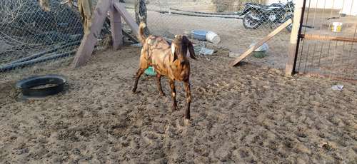 70 sirohi goat available — photo 5