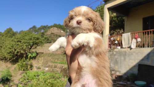 Lhasa apso Puppy — photo 3