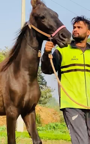 Marwari Horse