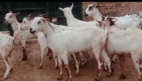 Barbari Goats — photo 5