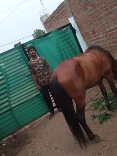 Desi Tattu horse — photo 2