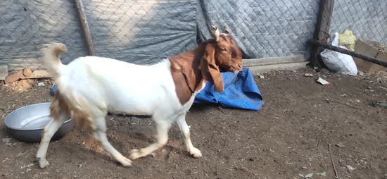 Kota Goat