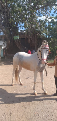 Kathiyawadi Mare