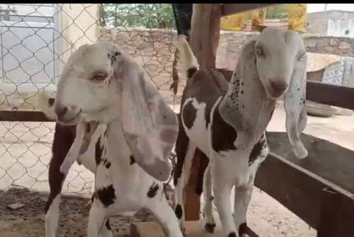 Sojat gujri mix Goat — photo 2
