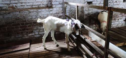 Bore Goat — photo 2
