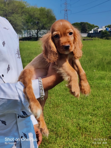 Cocker Spaniel Puppy — photo 3