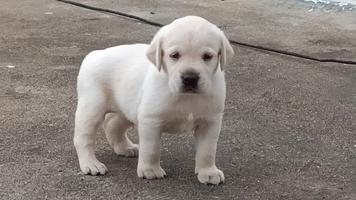 Lab Puppy