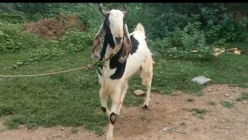Goat  — photo 6