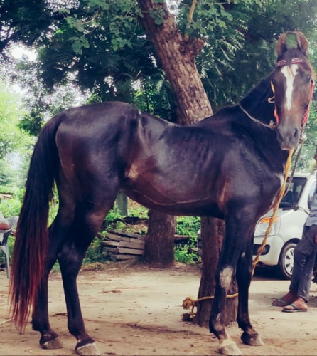 Marwadi Horse — photo 3
