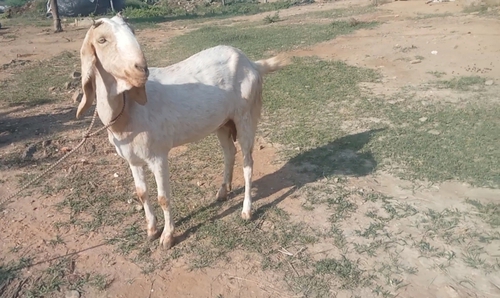 Jamnapari Goat  — photo 6