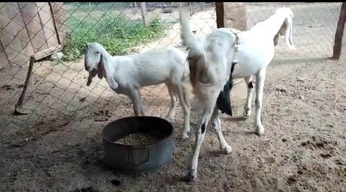 Sojat Bakri — photo 3