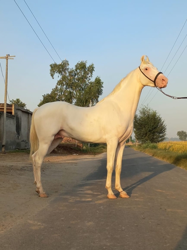 Nukra Horse — photo 3