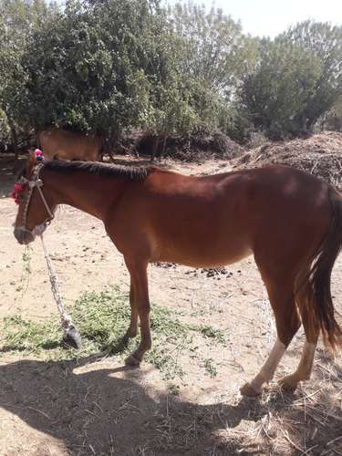 Kathiyawad Horse 🐴 — photo 5