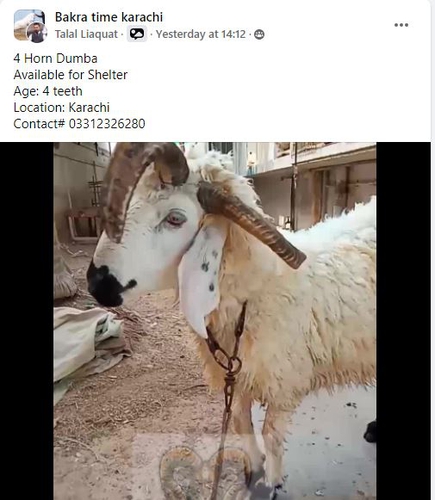 Dumba — photo 4