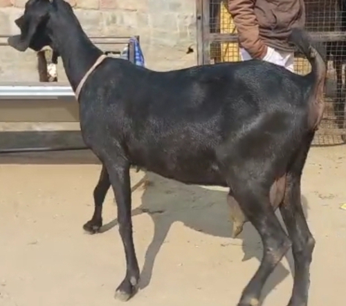 Beetal Goat — photo 4