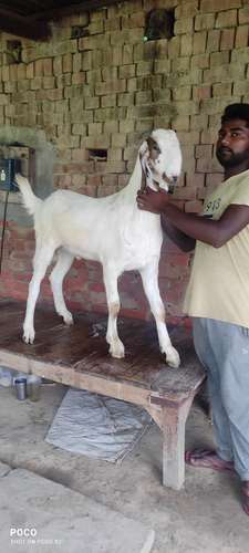 Totapuri Cross Goat — photo 2