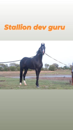 Stallion Devguru Horse