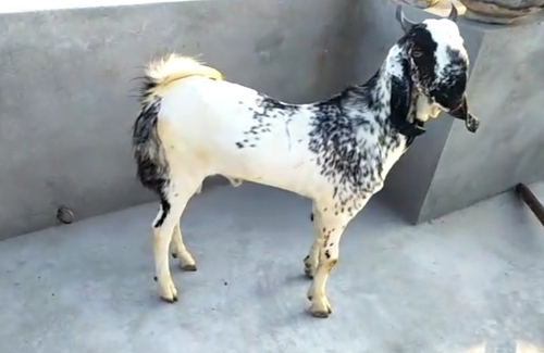 Makki Cheena — photo 4