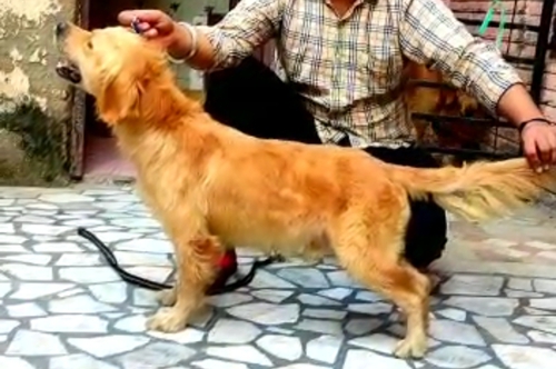 Golden Retriever — photo 3