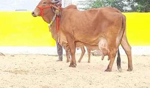 Gir cow — photo 2