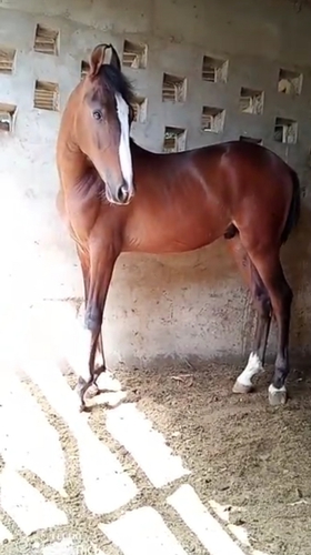 Horse  — photo 5
