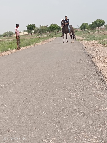 Marwari Horse — photo 2