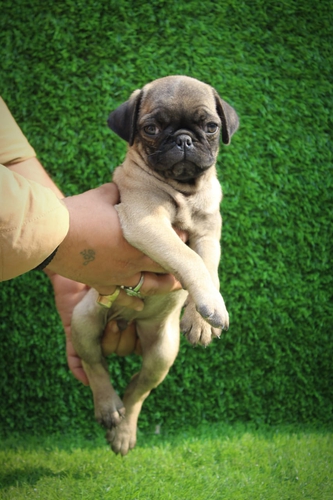Pug puppies