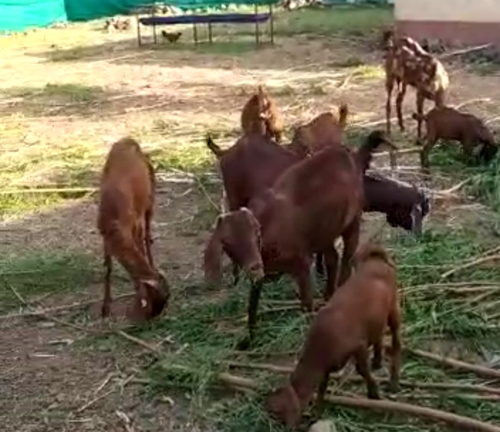 More Breed Goat Available — photo 2