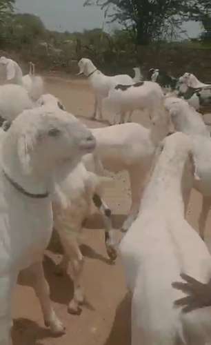Sojat Male Goat
