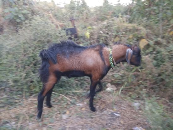 Gavrani bakra — photo 2