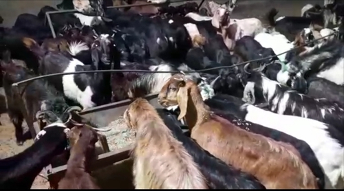 Cutting Goat — photo 5