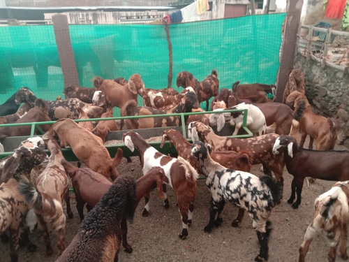 All Breed Goats