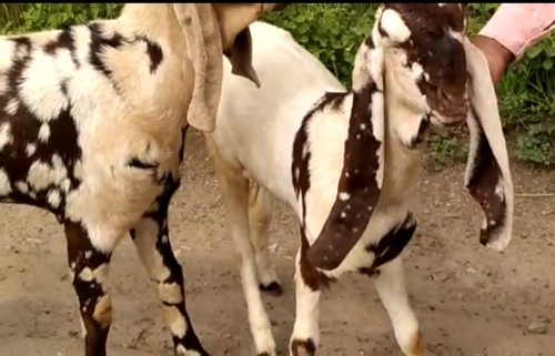 Totapuri Goat — photo 4