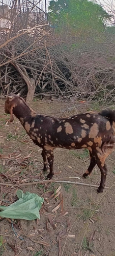 Sirohi Goat — photo 2