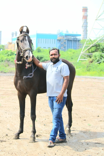 29 month marwadi colt — photo 2
