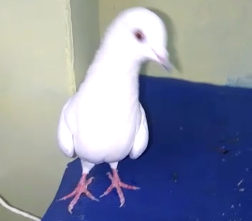 Pigeon — Pigeon, Banglore, India