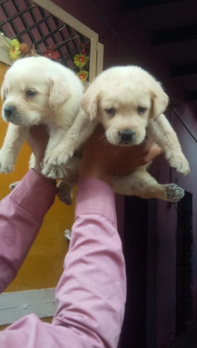 Dog hub hathras all type dog sale purchase — photo 2